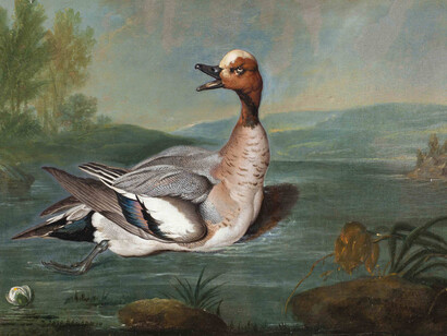 Philipp Ferdinand de Hamilton, A Wigeon, Provenance: Private Collection, Sweden