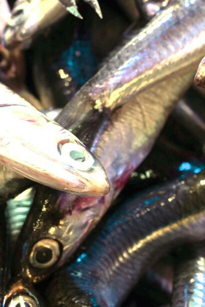 Acciughe appena pescate