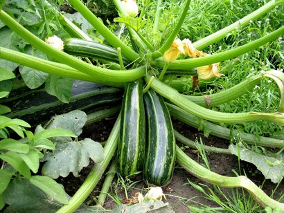 Zucchini
