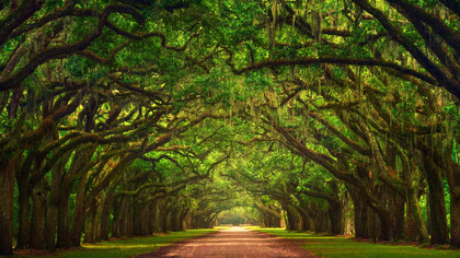 Avenida Oaks, Wormsloe Plantation, Savannah, Georgia
