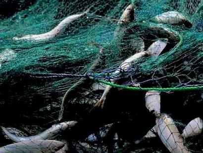 A livello globale, si stima che un quarto del pesce non proveniente da allevamenti sia procurato tramite un sistema detto pesca a strascico