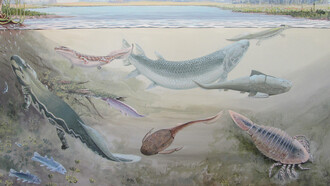 Illustrazione di un'ecosistema antico in cui sono presenti i Dipnoi. Probabilmente, la sottoclasse di Dipnoi progenitrice dei vertebrati si separò dagli altri Dipnoi circa 420 milioni di anni fa, nel periodo Devoniano