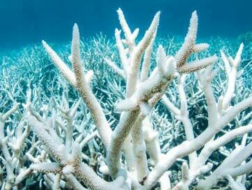 Corallo: i cambiamenti climatici provocando l'acidificazione dei mari, possono causare una più veloce degradazione delle strutture coralline