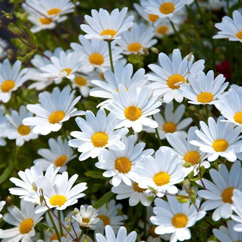Le poesie sono riflessioni di donna che abbracciano vari temi 
