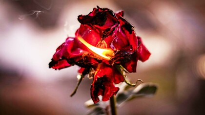 A rose on fire