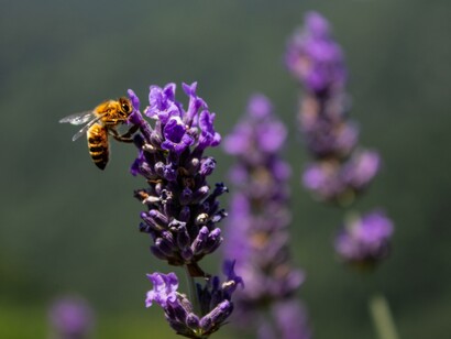 Ape su un fiore di lavanda. É sempre grazie all’impollinazione che possiamo mettere in tavola saporiti frutti e gustose verdure