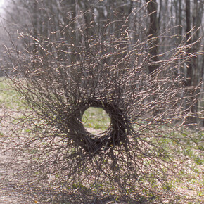 Andy Goldsworthy. Silver Birch. Forms for Hooke Park Hooke Park, Dorset, April, 1986. From New Milestones, Sculpture, Community and the Land. Courtesy of YSP © Jonty Wilde