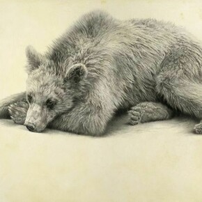 Brown bear by Vicky White, pencil on primed panel, 50 x 65cm