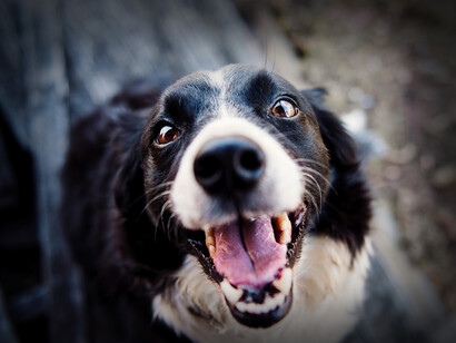 Microcuento 'Estirado': Un perro 'sonríe' a la cámara