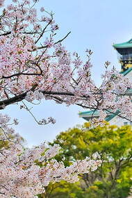 Osaka Castle Park during cherry blossom season, Osaka, Japan