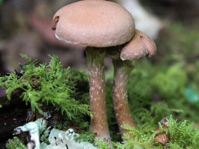 Agaricales