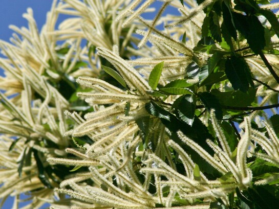 I fiori del castagno sono raccolti in lunghe infiorescenze chiamate amenti, che compaiono tra la fine della primavera e l’inizio dell’estate