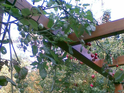 Pomodori rampicanti sulla pergola