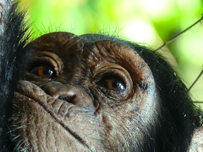 Chimpancé