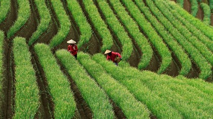 By restoring soil health naturally, regenerative agriculture provides cost-effective, abundant harvests that build economic security, improve global health, and foster long-term peace