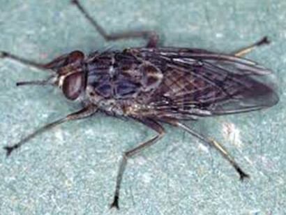 Parasites. Courtesy of National Museum of Scotland