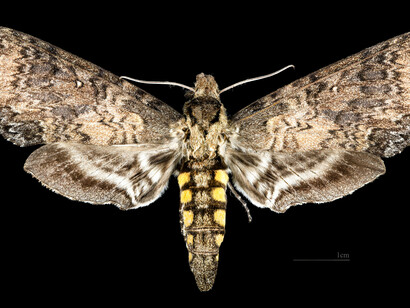 Manduca occulta, female dorsal. Cartago, Parque Nacional Tapanti, Costa Rica