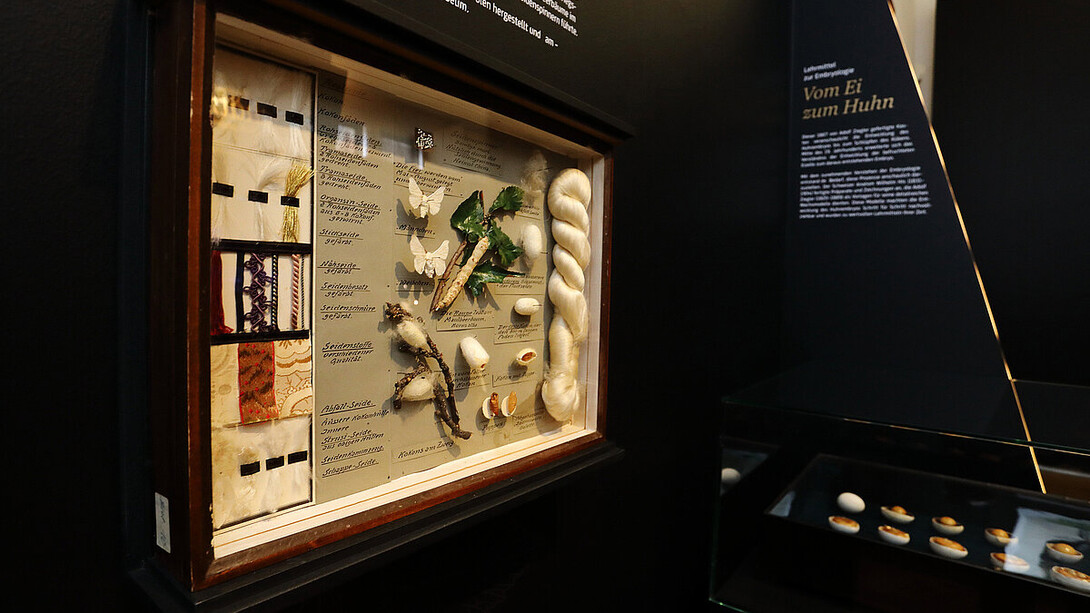 Faszinierende schätze, ausstellungsansicht. Mit freundlicher genehmigung des Naturkundemuseums