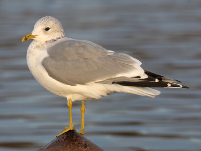 Common Gull adult winter © Gehan de Silva Wijeyeratne