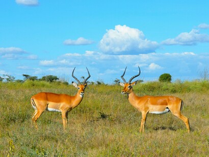 Impalas standing in the grassy savannah, representing the natural splendour that defines Kenya’s tourism identity