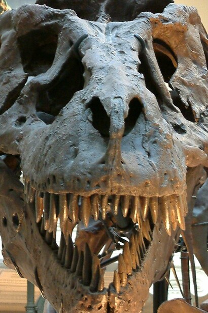 Sue, Museo Field de Historia Natural, Chicago, Illinois, Estados Unidos