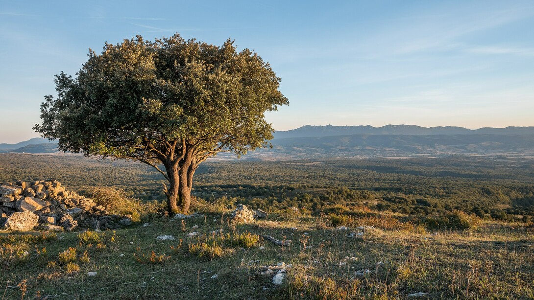 Me quedé contemplando la misma encina centenaria que me vio crecer, divertirme y equivocarme. Su tronco, grueso y agrietado, seguía ahí, imperturbable, como un testigo que no juzga.  Cerca de la cumbre del Pagogan. Montes de Vitoria, España