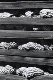 Obra Fotográfica de Manuel Álvarez Bravo. Courtesy of Museo de Arte Moderno