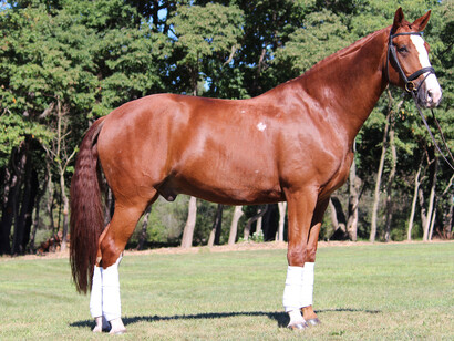 Un cavallo pronto per il Dressage
