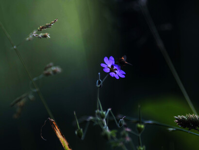 In the Garden II, ph. Michael Stillwater
