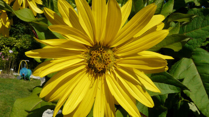 Silphium perfoliatum L.