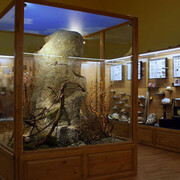 Invertebrates. Courtesy of Regional Natural History Museum of Plovdiv