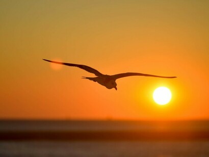 Gaviota