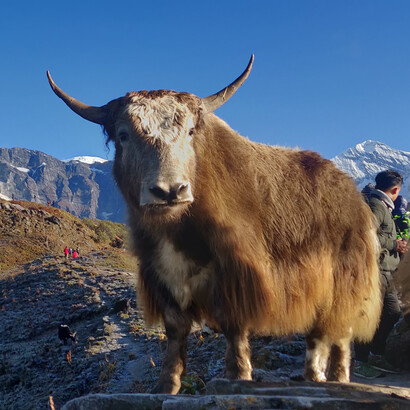 Yak dell'Himalaya, Mardi Himal Base Camp, Lumle, Nepal