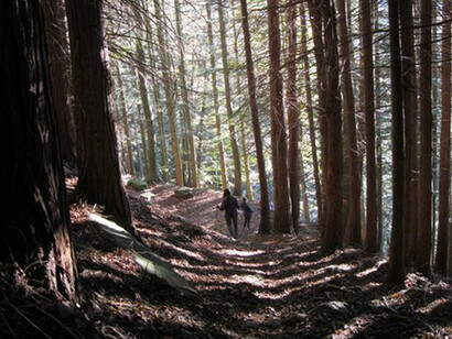 La Foresta di Vallombrosa