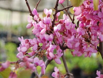 Cercis siliquastrum