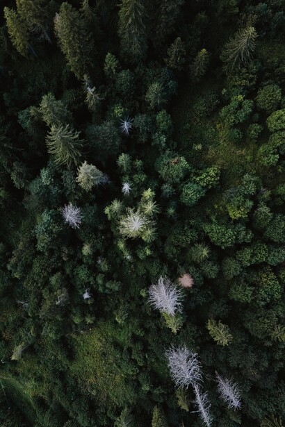 Méditer sous un arbre, tout en vous connectant à lui