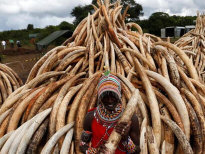 Zanne di elefante presso una tribù africana