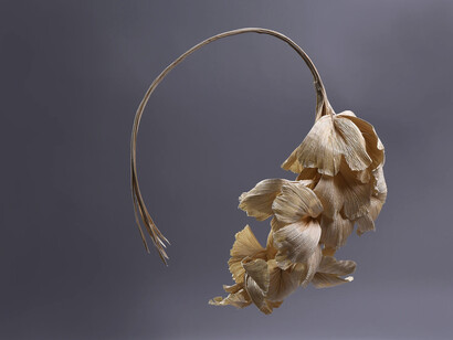 Kinga Földi: 2023, Ciclo del Ginkgo