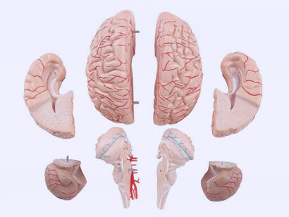 Modelo tridimensional del cerebro humano