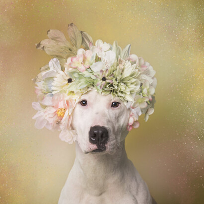 Flower Power. Courtesy of Russell Collection