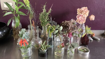 Home garden, photo Claudia Zanfi