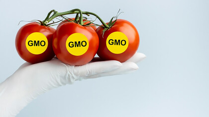 Scientist holding genetically modified tomatoes for gmo research