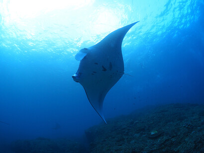 Manta, ph. Aditya Havelia