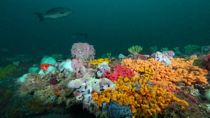 Uno scampo sopra una serie di spugne e tunicata colorati nel Grays Reef National Marine Sanctuary