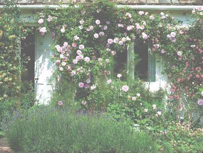Rose nel giardino di Virginia Woolf