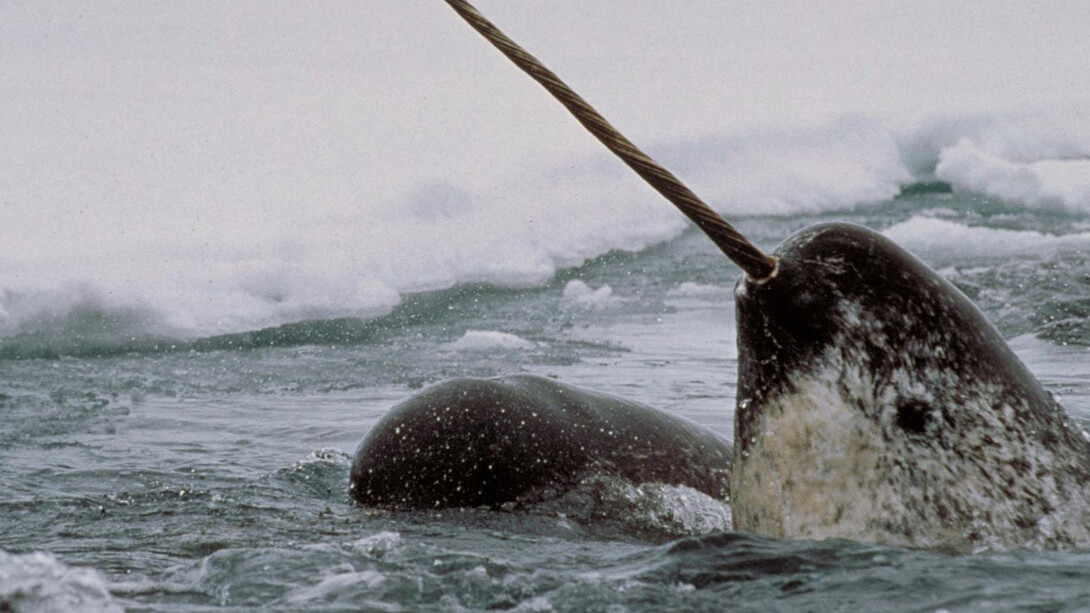 Narwhal: Revealing an Arctic Legend. Courtesy of Smithsonian's National Museum of Natural History