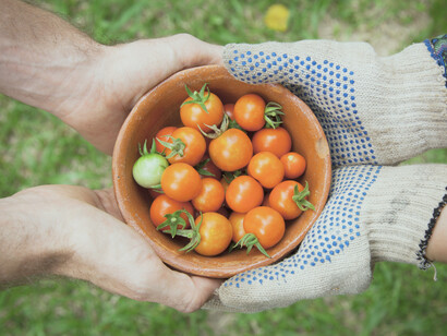 Tomates tipo cherry recién extraídos de la cosecha en Indianápolis, Estados Unidos