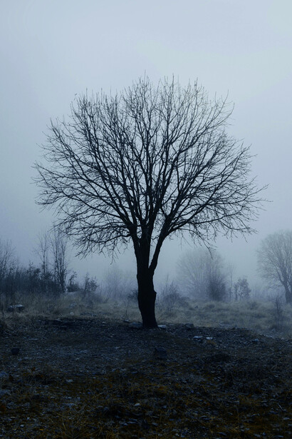 Árbol en medio de la nada. El relato fantástico nos enfrenta a hechos inexplicables