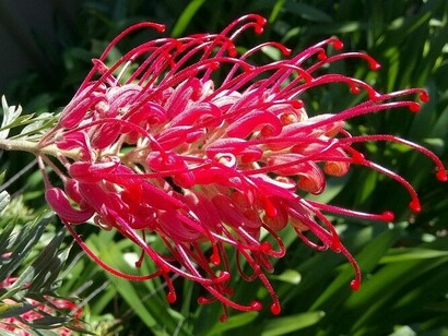 Red Grevillea è un fiore australiano molto interessante 