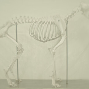 Daniel Malva, Canis lupus familiaris